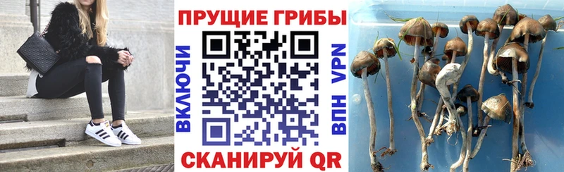 Псилоцибиновые грибы GOLDEN TEACHER  где купить наркотик  Ирбит 